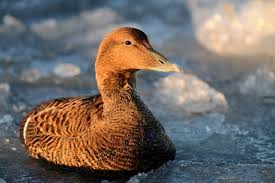 Attēlu rezultāti vaicājumam “Somateria mollissima”