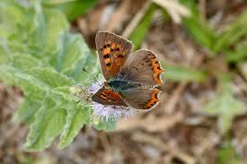 Attēlu rezultāti vaicājumam “Lycaena phlaeas underside”