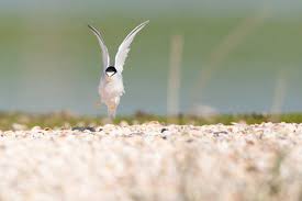 Attēlu rezultāti vaicājumam “Sternula albifrons”