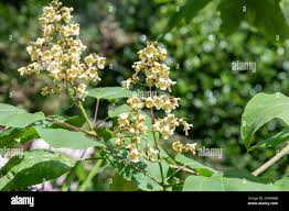 Attēlu rezultāti vaicājumam “Catalpa ovata flower”