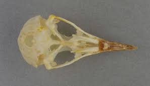 Image result for Icterus galbula