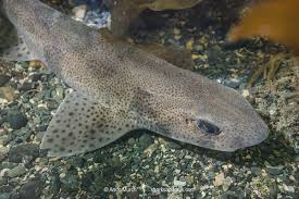 Image result for Scyliorhinus canicula