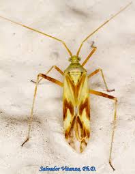 Attēlu rezultāti vaicājumam “Miridae”