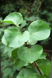 Attēlu rezultāti vaicājumam “Prunus armeniaca leaf”