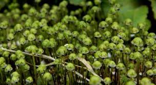 Attēlu rezultāti vaicājumam “Reboulia hemisphaerica”