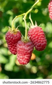 Attēlu rezultāti vaicājumam “Rubus idaeus leaf”