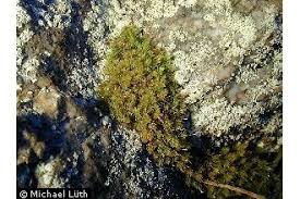 Attēlu rezultāti vaicājumam “Aulacomnium androgynum”