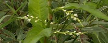 Attēlu rezultāti vaicājumam “Persicaria hydropiper”