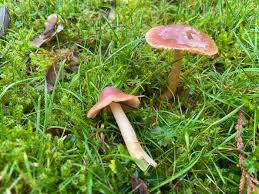 Attēlu rezultāti vaicājumam “Diderma ochraceum macro”