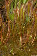 Attēlu rezultāti vaicājumam “Drosera anglica”