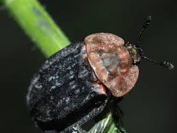 Attēlu rezultāti vaicājumam “Oiceoptoma thoracicum”