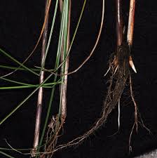 Attēlu rezultāti vaicājumam “Carex lasiocarpa female flower”