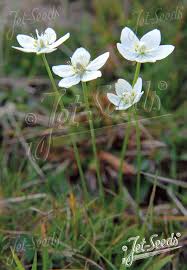 Attēlu rezultāti vaicājumam “Parnassia palustris leaf”