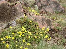 Attēlu rezultāti vaicājumam “Potentilla arenaria”