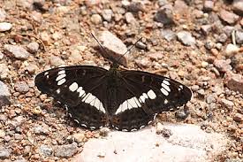 Attēlu rezultāti vaicājumam “Limenitis camilla underside”