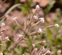 Attēlu rezultāti vaicājumam “Silene tatarica flower”