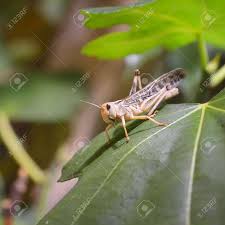 Attēlu rezultāti vaicājumam “Acrididae”