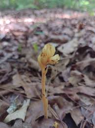 Attēlu rezultāti vaicājumam “Monotropa hypopitys bud”