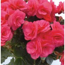 Image result for Бегония Элатиор 12х22 4601887072423