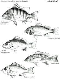 Image result for Lutjanus colorado