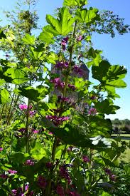Image result for Malva sylvestris var. mauritiana