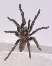 Image result for pheega