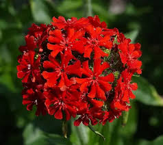 Attēlu rezultāti vaicājumam “Silene chalcedonica leaf”