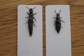 Attēlu rezultāti vaicājumam “Calodromius spilotus”