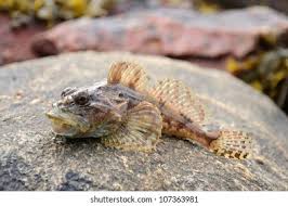 Image result for Myoxocephalus scorpius