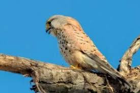 Attēlu rezultāti vaicājumam “Falco tinnunculus adult”