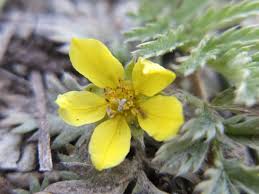 Image result for Potentilla anserina