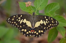 Attēlu rezultāti vaicājumam “Papilionidae”
