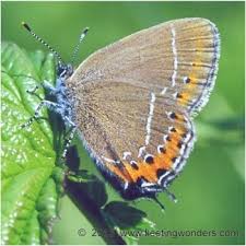 Attēlu rezultāti vaicājumam “Satyrium pruni”