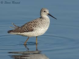 Attēlu rezultāti vaicājumam “Tringa stagnatilis”