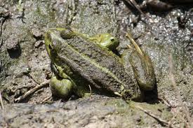 Attēlu rezultāti vaicājumam “Pelophylax adult”