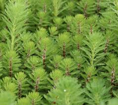 Attēlu rezultāti vaicājumam “Haloragaceae”