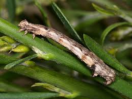 Attēlu rezultāti vaicājumam “Crocallis elinguaria larva”