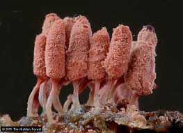 Attēlu rezultāti vaicājumam “Arcyria minuta stalked”