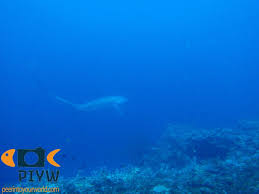 Image result for Alopias vulpinus