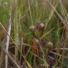 Attēlu rezultāti vaicājumam “Anthyllis maritima”
