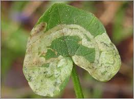 Attēlu rezultāti vaicājumam “Phytomyza ranunculi”