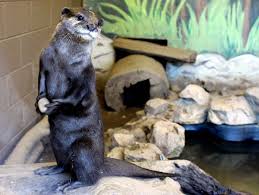 Image result for Worthing Otters