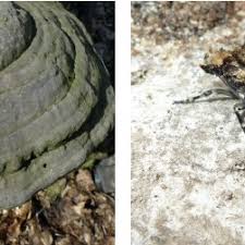 Attēlu rezultāti vaicājumam “Scardia boletella”