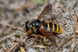 Attēlu rezultāti vaicājumam “Sericomyia silentis”