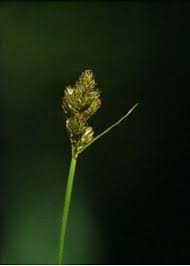 Attēlu rezultāti vaicājumam “Carex leporina”