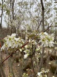 Attēlu rezultāti vaicājumam “Amelanchier canadensis”