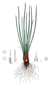 Attēlu rezultāti vaicājumam “Isoetaceae”