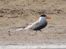 Attēlu rezultāti vaicājumam “Sterna”