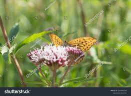 Attēlu rezultāti vaicājumam “Argynnis paphia male”