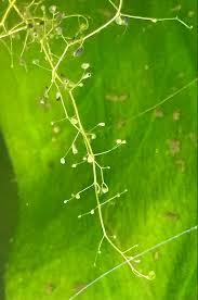 Attēlu rezultāti vaicājumam “Utricularia minor leaf”